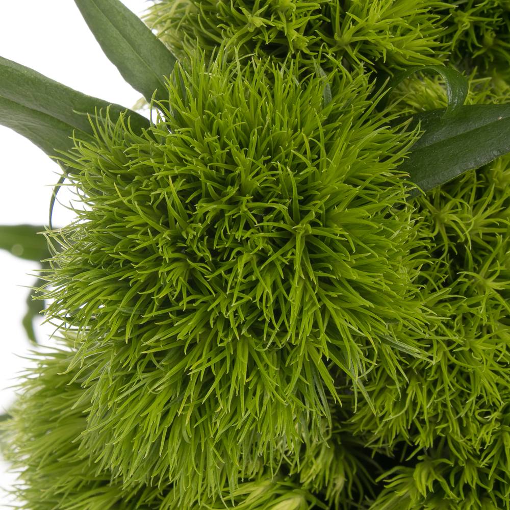 Bartnelke grün Green Wicky 60cm x50