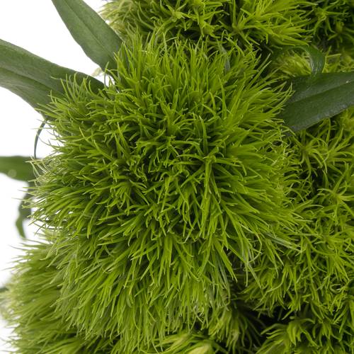 Bartnelke grün Green Wicky 60cm x50