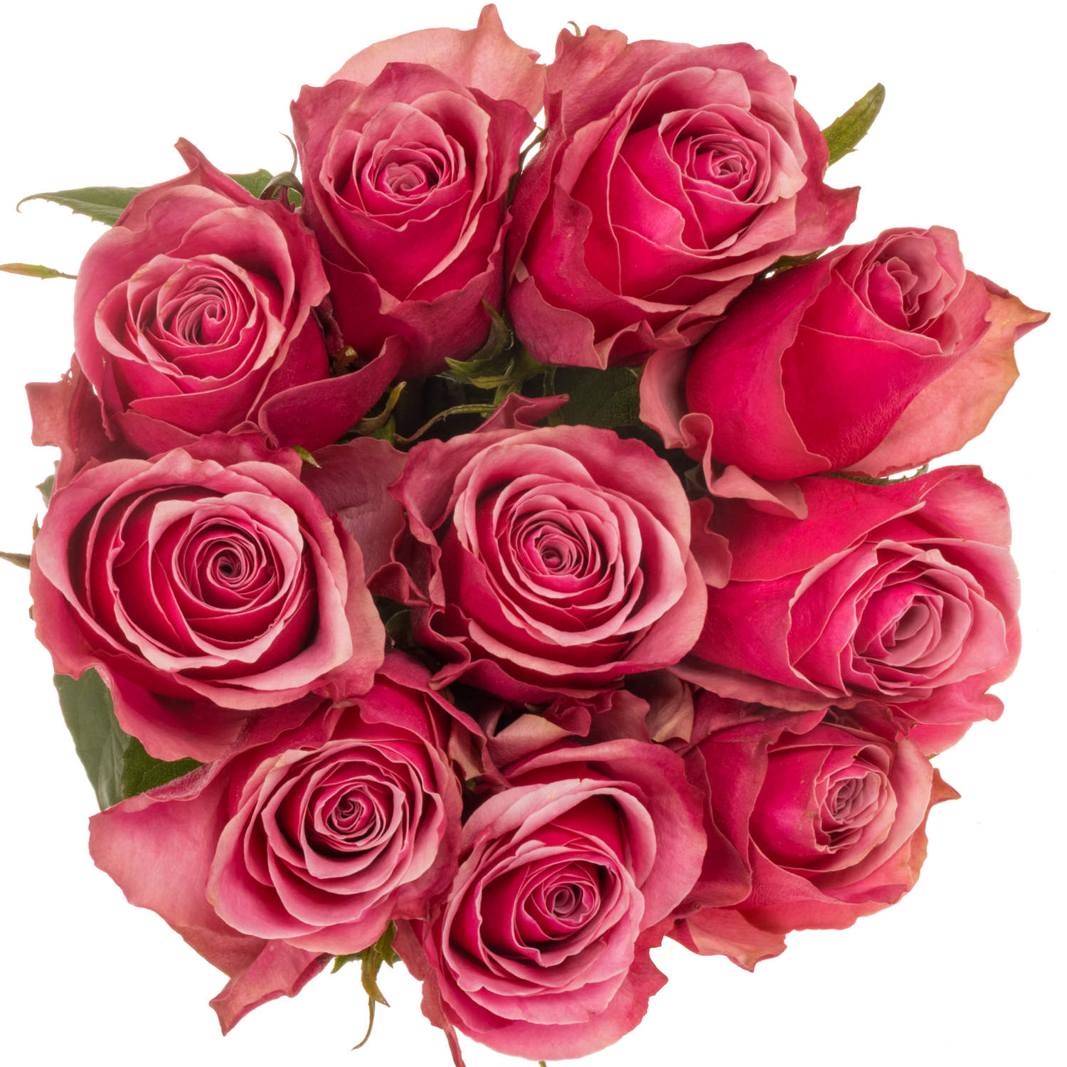Rose fuchsia/rosa Majestic Athena 70cm