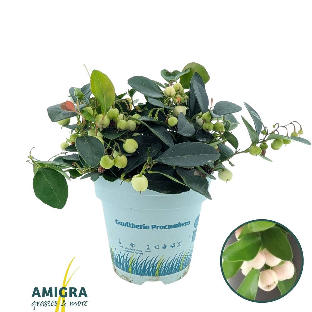 Gaultheria creme/weiss Ciao Bella T10,5 H020