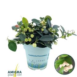 Gaultheria creme/weiss Ciao Bella T10,5 H020
