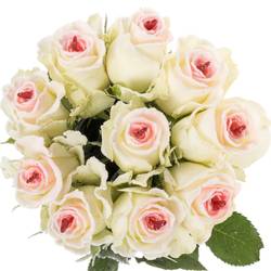 Rose creme/rosa Sugar Love Alpe Dhuez 70cm