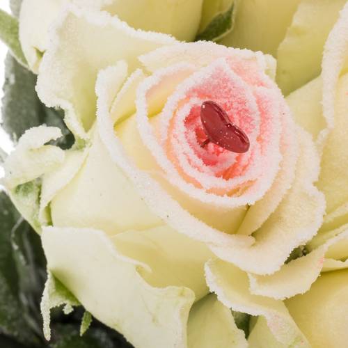 Rose creme/rosa Sugar Love Alpe Dhuez 70cm