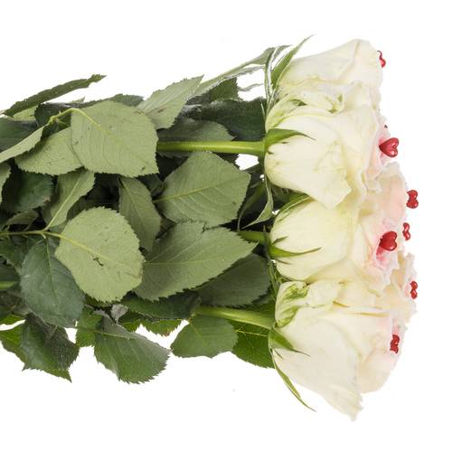 Rose creme/rosa Sugar Love Alpe Dhuez 70cm