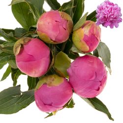 Pfingstrose pink gefüllt Jules 55cm