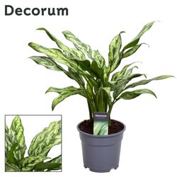 Aglaonema Juliette T12 H40