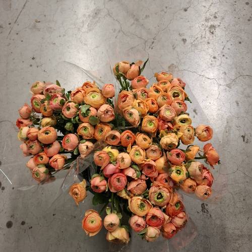 Ranunkel apricot Elegance Italie Extra 40cm