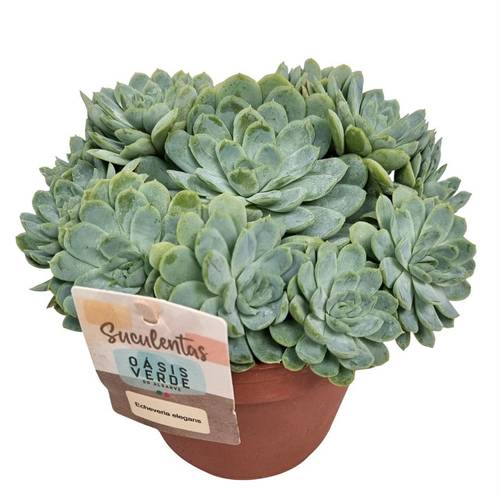 Echeveria elegans T14 H022