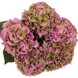 Hortensie rosa/grün Palace Bol 17cm 60cm