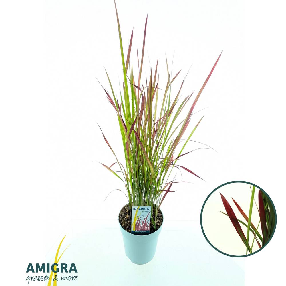 Imperata Cylindrica Red Baron T17 H070