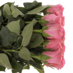 Rose pink Water Game 50cm