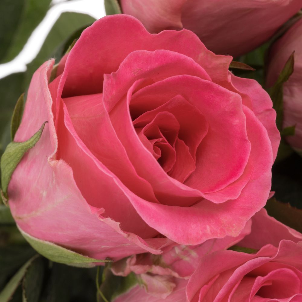 Rose pink Water Game 50cm