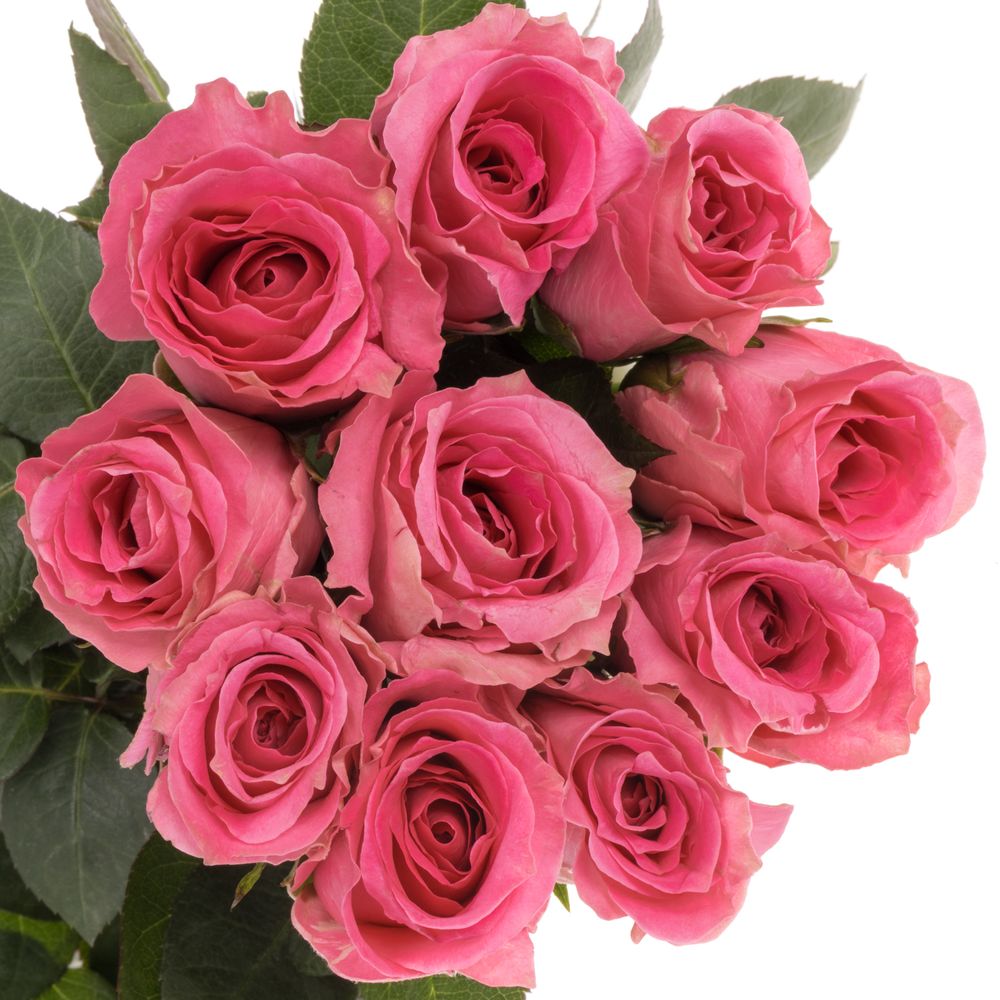 Rose pink Water Game 50cm