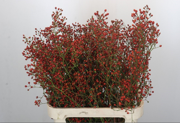 Hagebutte rot Fruits tops 80cm