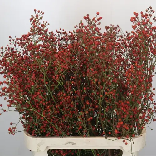 Hagebutte rot Fruits tops 80cm