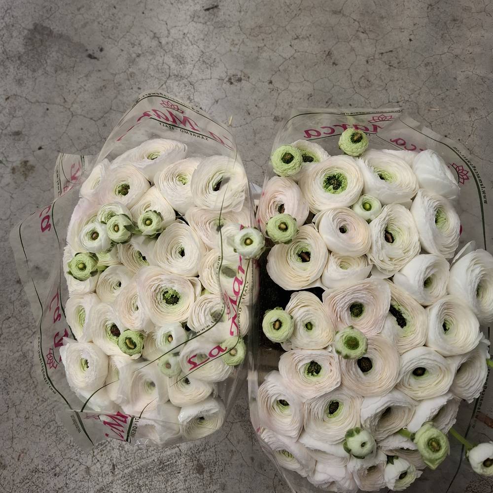 Ranunkel weiss Cloni White 205 40cm x 30