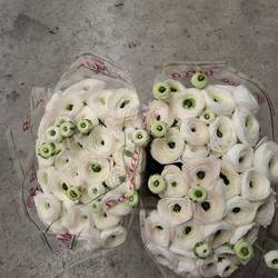 Ranunkel weiss Cloni White 205 40cm x 30