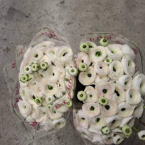 Ranunkel weiss Cloni White 205 40cm x 30