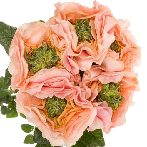 Rose apricot Magic Affairs 70cm