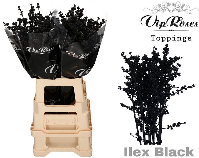 Ilex schwarz gefarbt 70cm