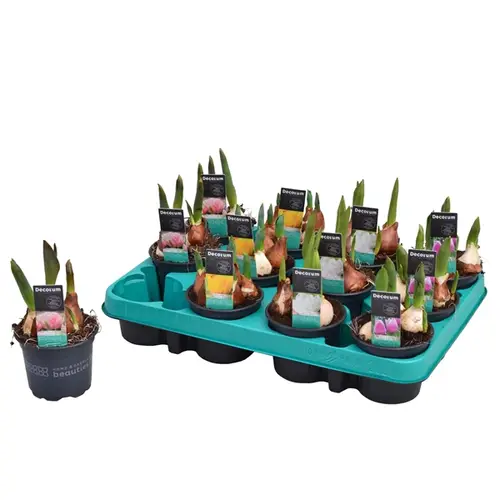 Tulpen mix T09 H015