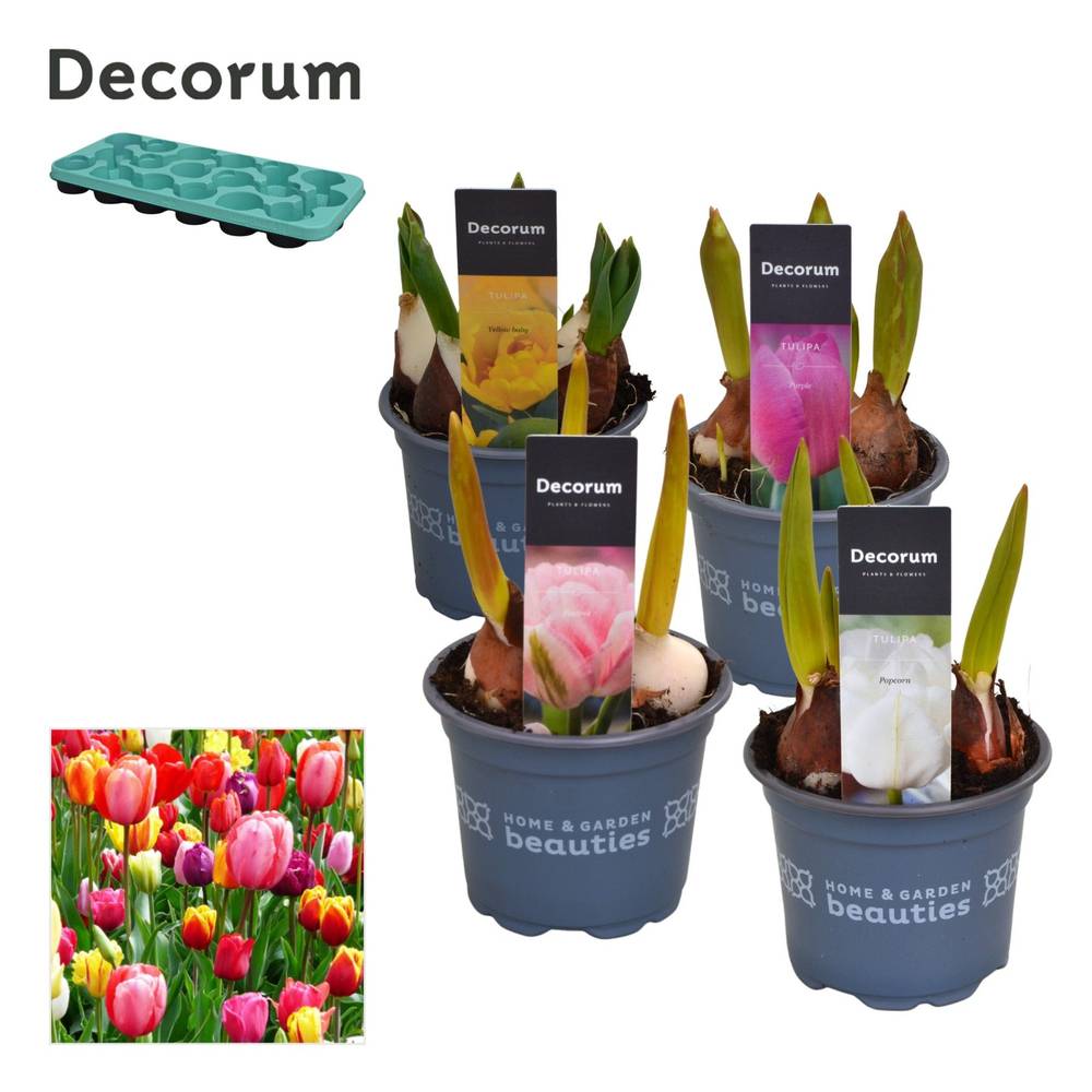 Tulpen mix T09 H015