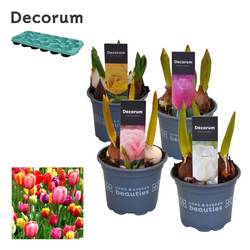 Tulpen mix T09 H015