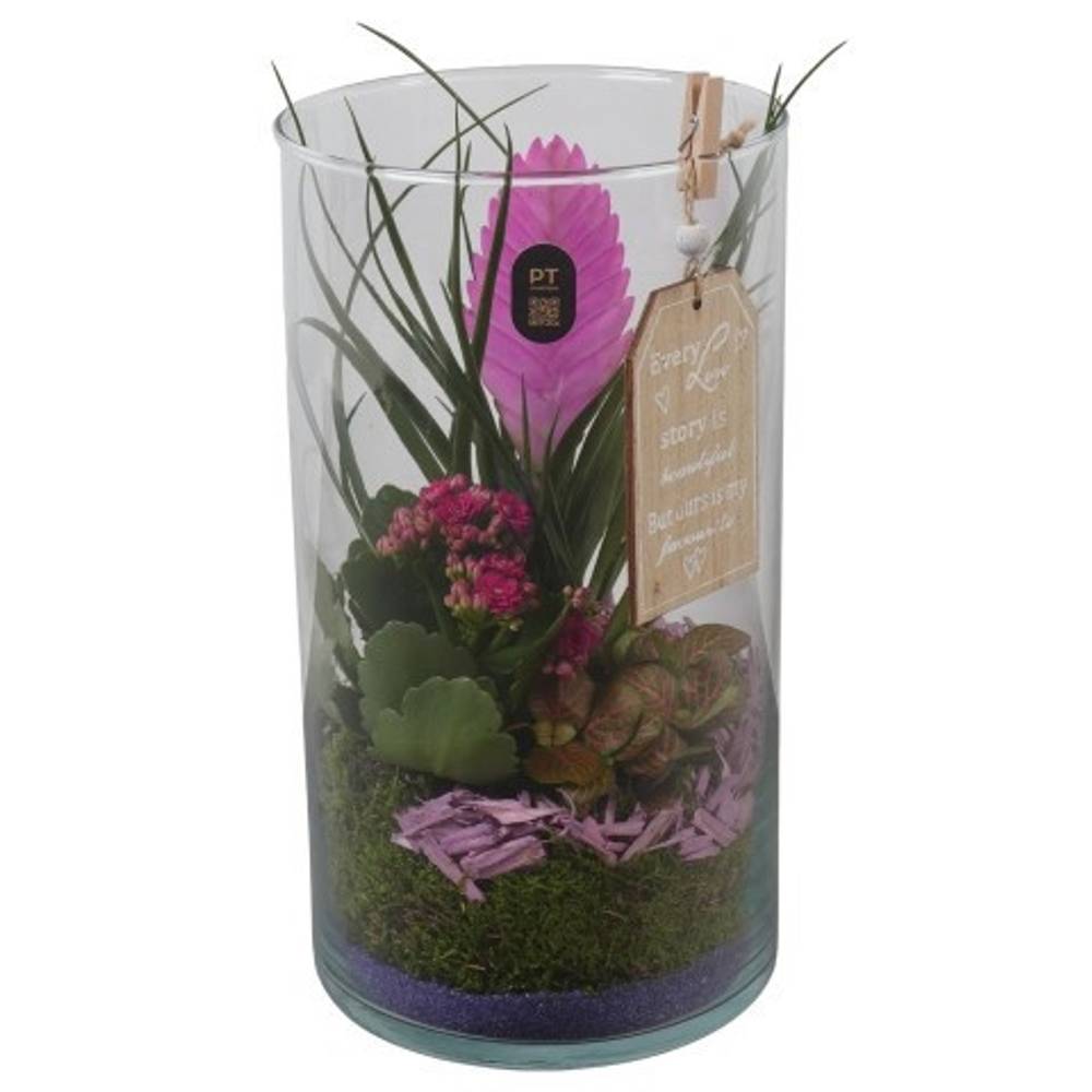 Tillandsia.Arr PTIG2721 T16 H036