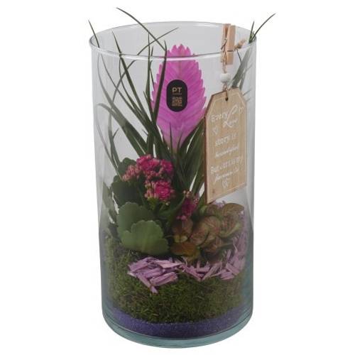 Tillandsia.Arr PTIG2721 T16 H036