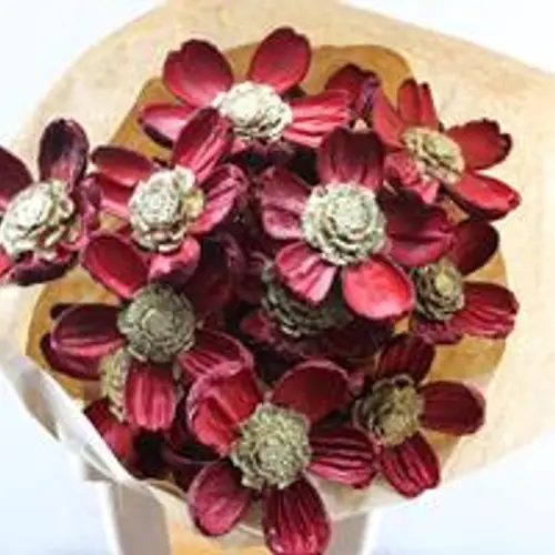 Trocken Zapfenblumen auf Stab rot/gold L55cm x15