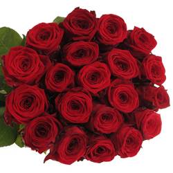 Rose rot Red Naomi (Drift) 90cm Premium Valentinstag