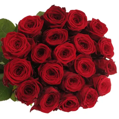 Rose rot Red Naomi (Drift) 90cm Premium Valentinstag