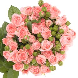 Rose verzweigt rosa Femke 7+Blüte 70cm