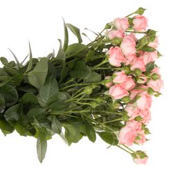 Rose verzweigt rosa Femke 7+Blüte 70cm