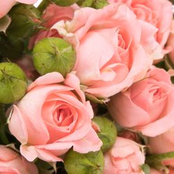 Rose verzweigt rosa Femke 7+Blüte 70cm