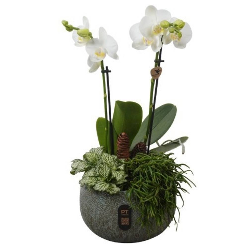 Phal.Arr PTPAE1702 Herbst T19 H044