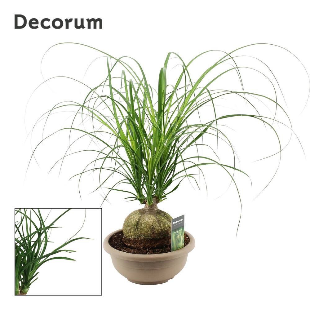 Beaucarnea Knoll T25 H055