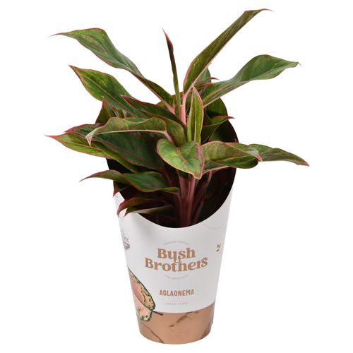 Aglaonema H.Star T12 H35