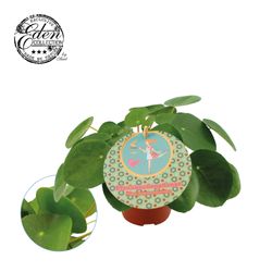 Pilea Peperomioides T12 H20