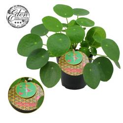 Pilea Peperomioides T12 H20