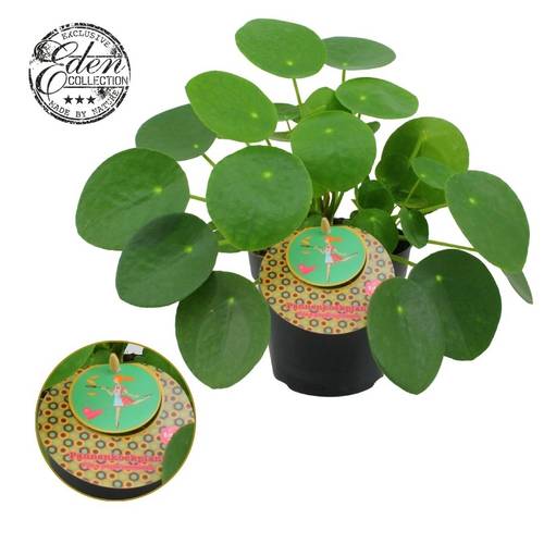 Pilea Peperomioides T12 H20