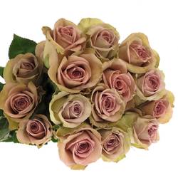 Rose milka Amnesia (Ec) 50cm