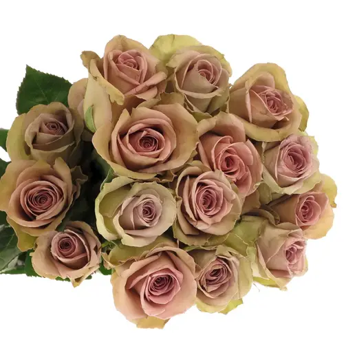 Rose milka Amnesia (Ec) 50cm