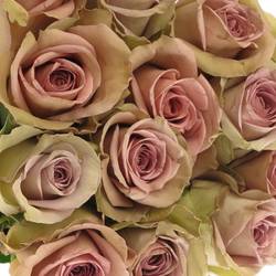 Rose milka Amnesia (Ec) 50cm