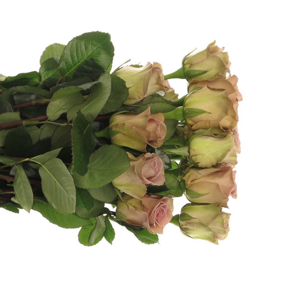 Rose milka Amnesia (Ec) 50cm