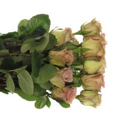 Rose milka Amnesia (Ec) 50cm
