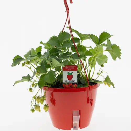 Fragaria im Ampeltopf T27 H040