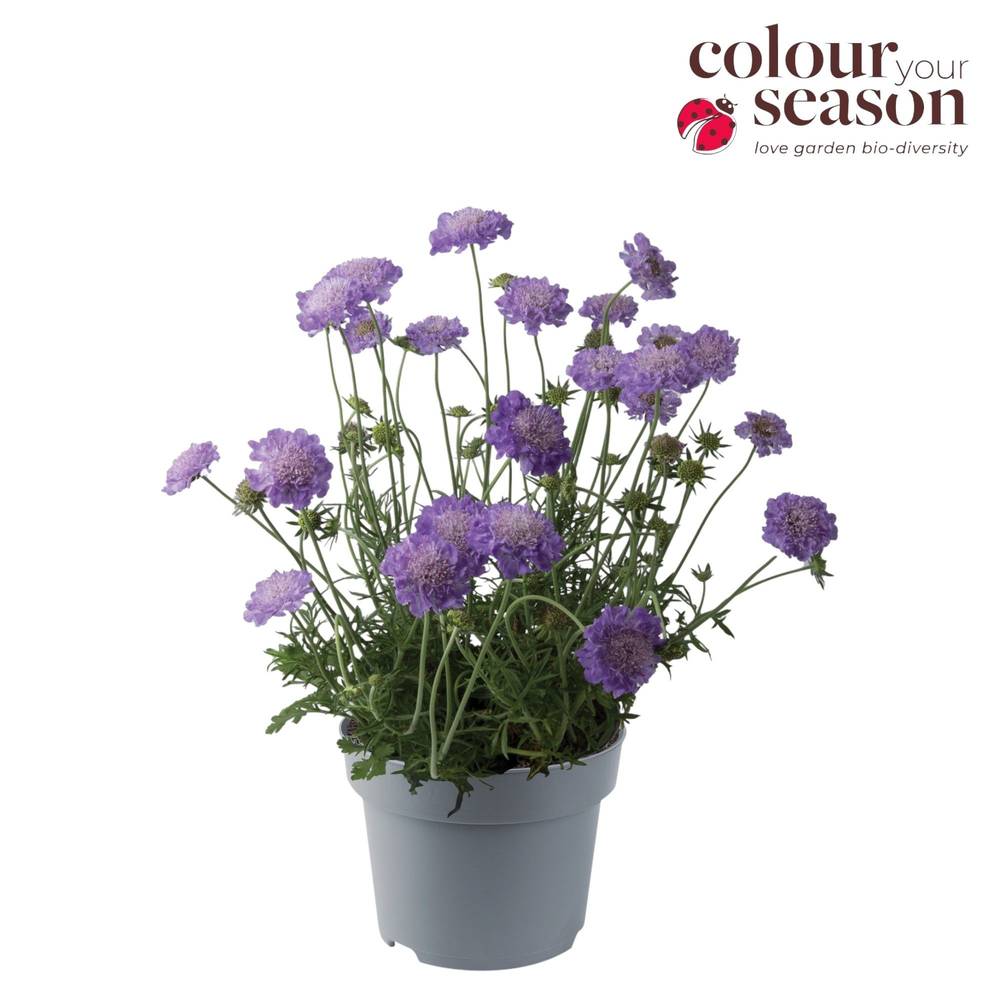 Scabiosa lila Blue Butterfly T19 H040