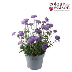 Scabiosa blau Butterfly T19 H040