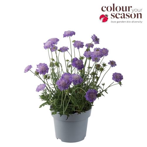 Scabiosa lila Blue Butterfly T19 H040